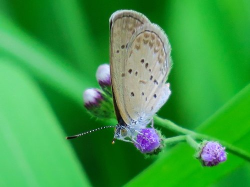 butterfly  natural  summer