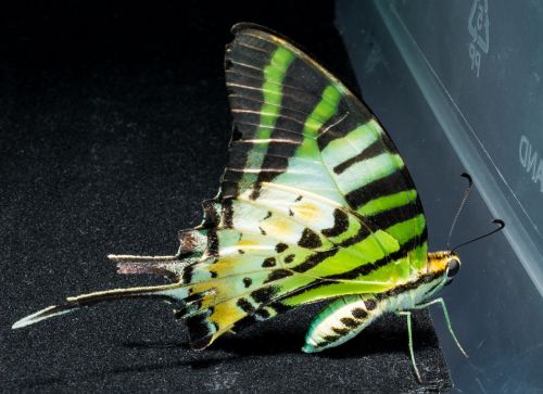 butterfly insect close