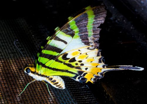 butterfly insect close