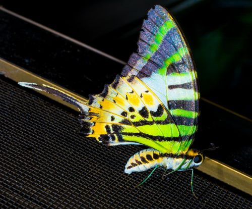 butterfly insect close