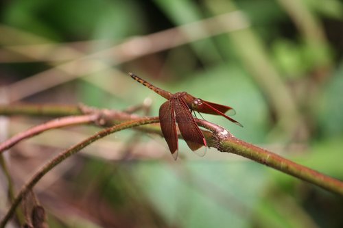 butterfly  still  wing