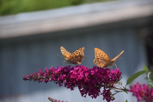 butterfly  roses  food