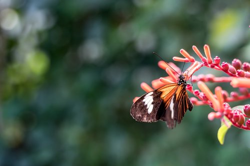 butterfly  flower  nature