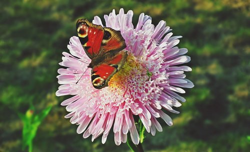 butterfly  insect  flower