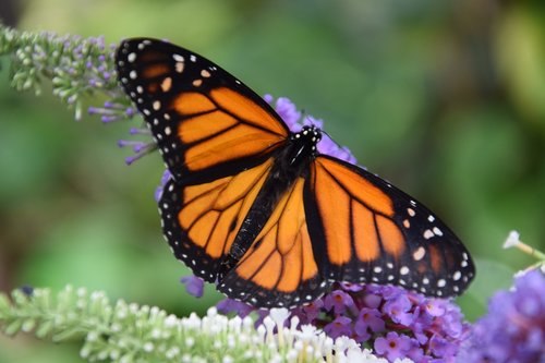 butterfly  monarch  black