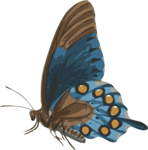 butterfly blue beautiful