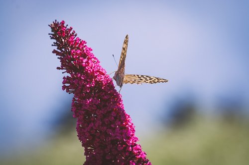 butterfly  edelfalter  flight insect