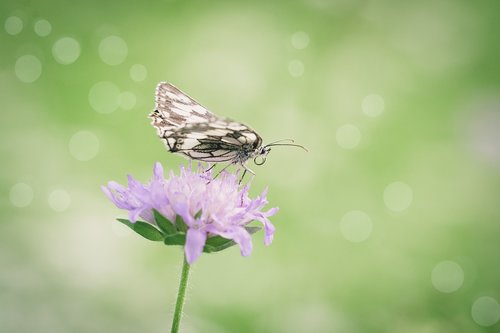 butterfly  chess board  women's board