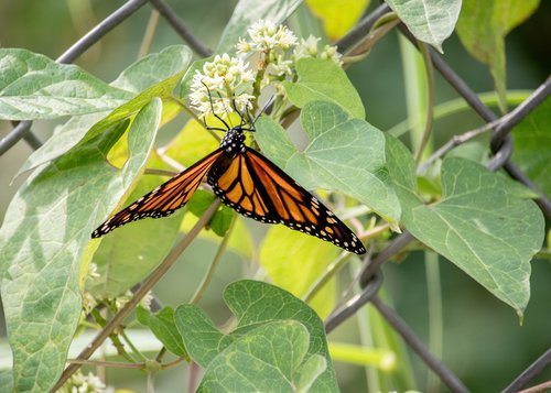 butterfly  insect  fly