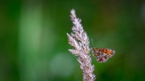 butterfly  macro  insect