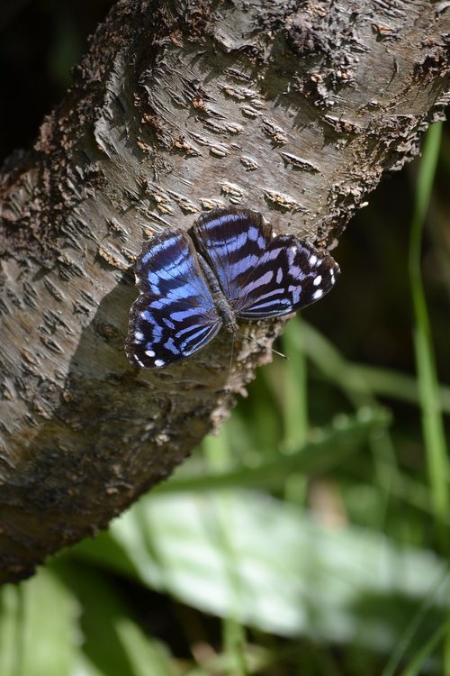 butterfly  bluestone  nature