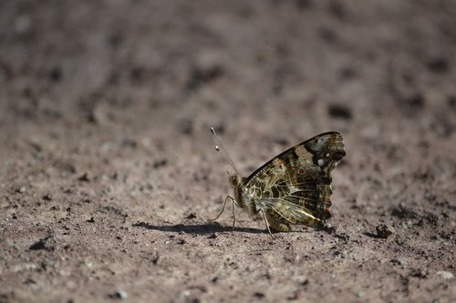 butterfly  earth  fauna