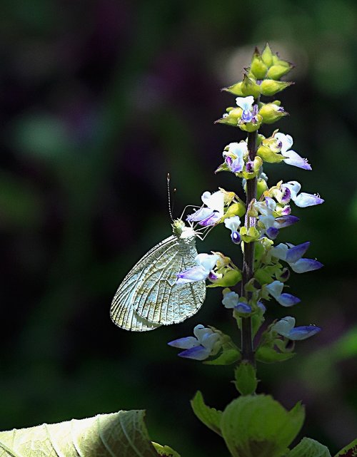 butterfly  flower  edelfalter