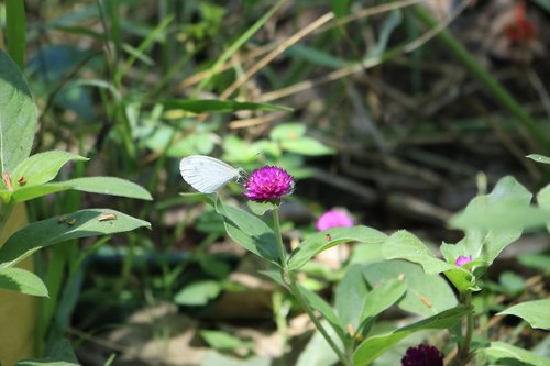 butterfly  flower  edelfalter