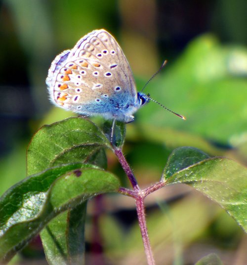 butterfly  blue  petit