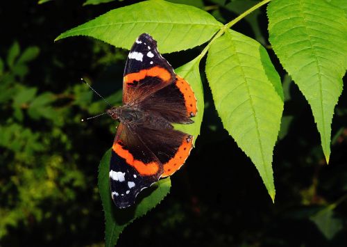 butterfly admiral fauna
