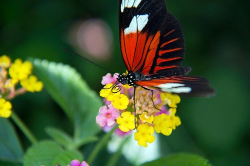 butterfly  flowers  nature