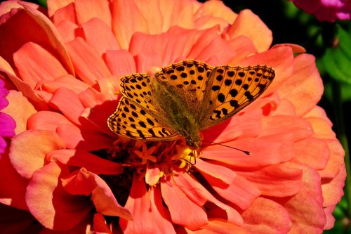 butterfly  flower  insect