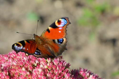 butterfly  insect  peacock butterfly