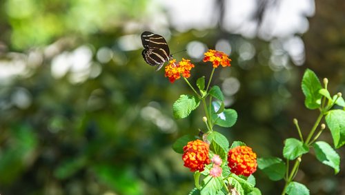 butterfly  wild flower  mint