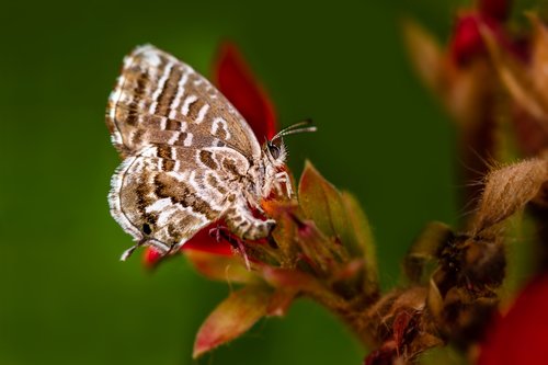 butterfly  nature  insects