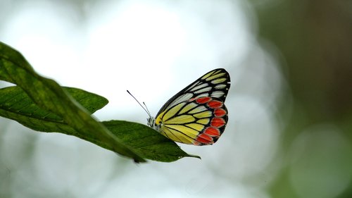 butterfly  jezebel  colorful