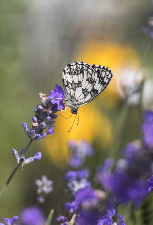 butterfly  flower  nature