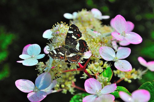 butterfly  blossom  bloom