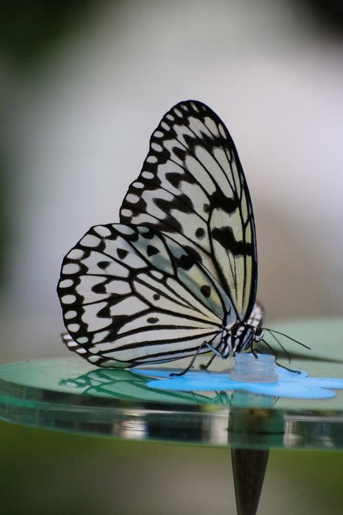 butterfly  close up  bug