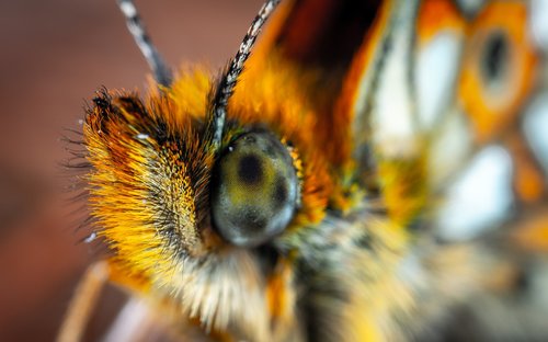 butterfly  the metalmark  lepidoptera