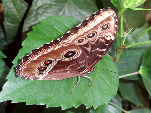 butterfly  exotic  insect