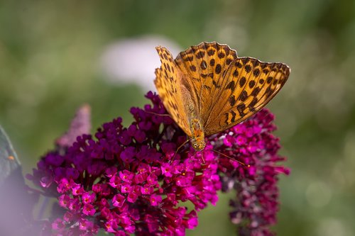 butterfly  fritillary  edelfalter