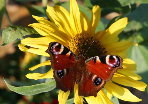 butterfly  blossom  bloom