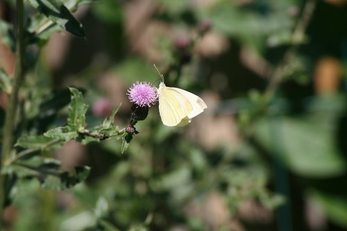 butterfly  nature  summer