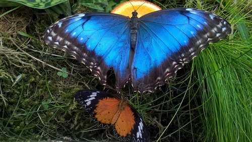 butterfly  nature  color