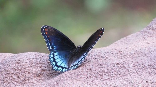 butterfly  blue  nature