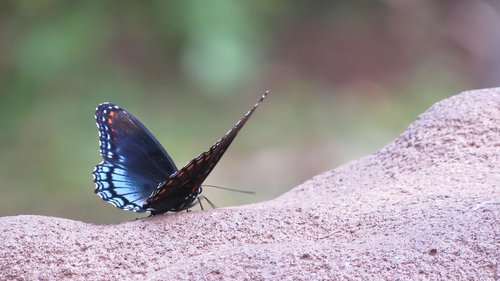 butterfly  blue  black