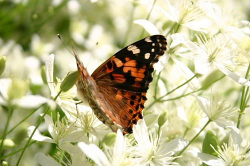 butterfly summer close-up