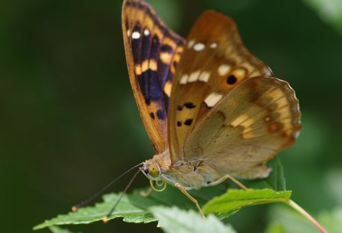 butterfly lesser purple emperor summer