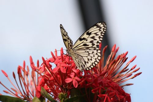 butterfly flower insect