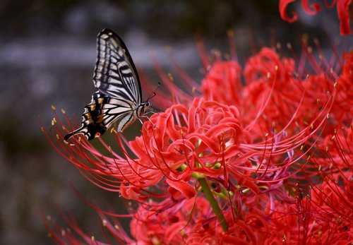 butterfly  flowers  red