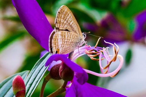 butterfly  natural  summer