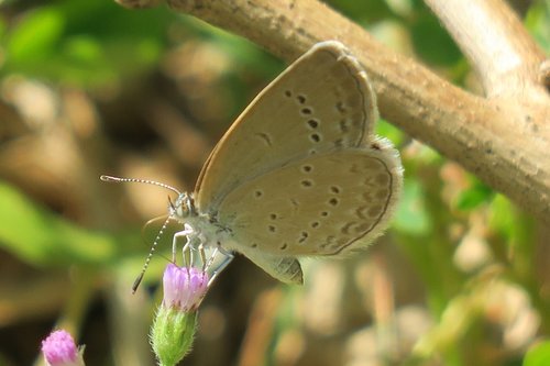butterfly  natural  summer