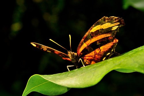 butterfly  mainau  lake constance