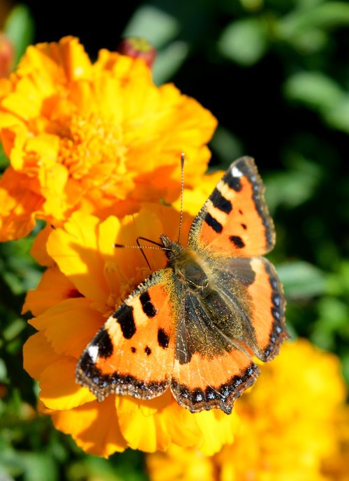butterfly  butterflies  marigold