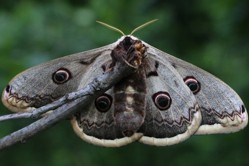 butterfly  animals  macro shooting