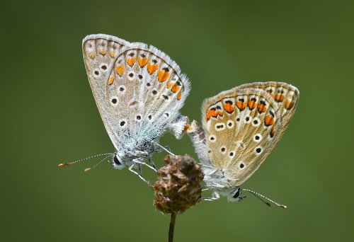 butterfly  kelebek  macro