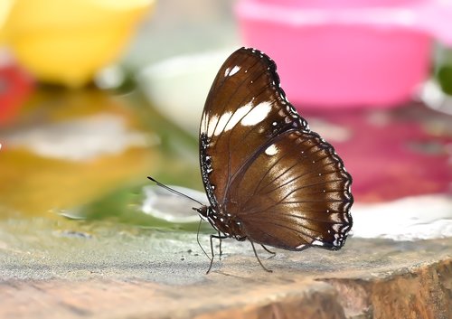 butterfly  kelebek  doğa