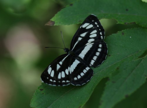 butterfly  white  black