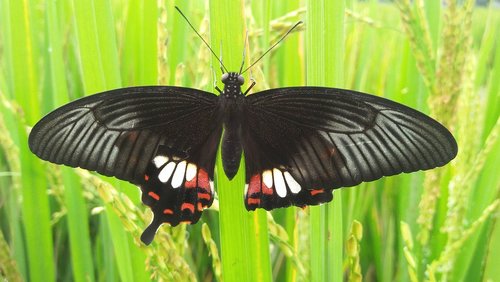 butterfly  tree  grass